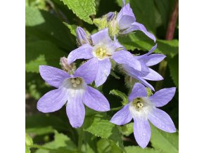 Campanula lactiflora 'Prichard´s Variety' - zvonek