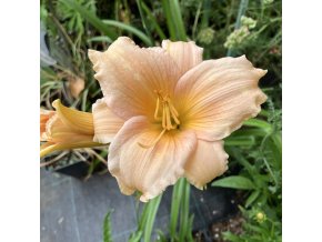 Hemerocallis 'Mini Pearl' - denivka