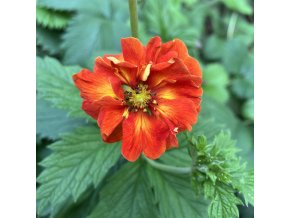 Potentilla x russelliana 'William Rollisson' - mochna
