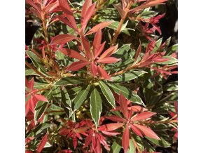 Pieris japonica 'Flaming Silver' - pieris japonský