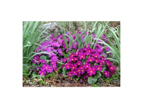 Primula x pruhoniciana 'Wanda' - prvosenka