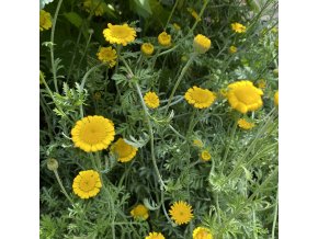 Anthemis tinctoria 'Dwarf Form' - rmen barvířský