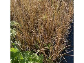 Carex buchananii 'Firefox' - ostřice Buchananova