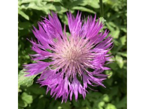 Centaurea dealbata 'Pink Passion' - chrpa bělavá