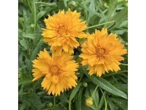 Coreopsis grandiflora 'Early Sunrise' - krásnoočko velkokvěté