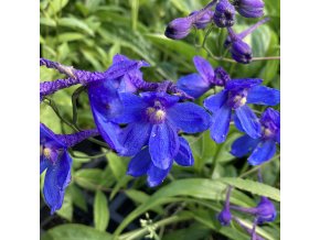 Delphinium belladonna 'Bellamosum' - ostrožka