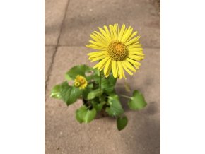 Doronicum orientale 'Magnificum' - kamzičník východní