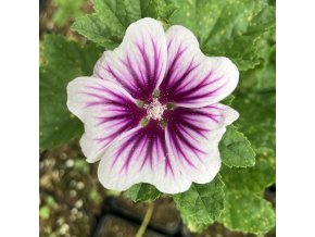 Malva sylvestris 'Zebrina' - sléz lesní