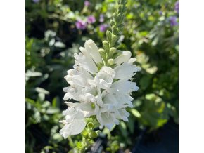 Physostegia virginiana 'Alba' - řetězovka viržinská