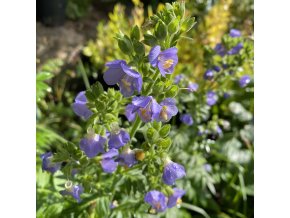 Polemonium boreale 'Heavenly Habit' - jirnice