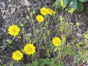 Potentilla crantzii - mochna alpská