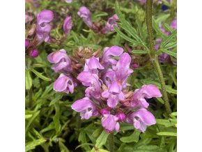 Prunella grandiflora 'Rubra' - černohlávek velkokvětý