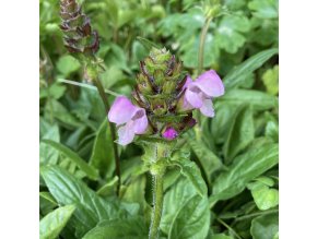 Prunella grandiflora 'Rubra' - černohlávek velkokvětý