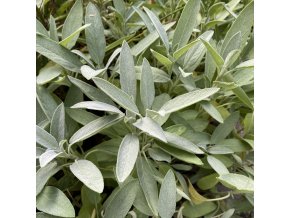 Salvia officinalis 'Extrakta' - šalvěj lékařská