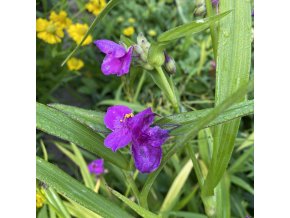 Tradescantia x andersoniana 'Karminrot' - poděnka Andersonova