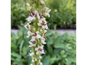 Verbascum chaixii - divizna jižní