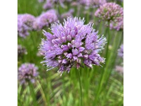 Allium senescens - česnek šerý