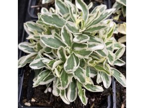 Arabis procurrens 'Variegata' - huseník výběžkatý