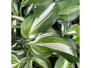 Hosta undulata 'Mediovariegata' - bohyška zvlněná