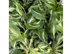 Hosta undulata 'Mediovariegata' - bohyška zvlněná