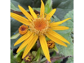 Ligularia dentata 'Desdemona' - popelivka zoubkovaná