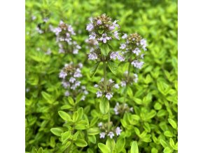 Thymus pulegioides 'Goldentime' - mateřídouška vejčitá
