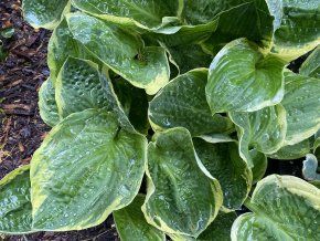 Hosta 'Christmas Tree' - bohyška