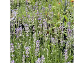 Lavandula angustifolia 'Dwarf Blue' - levandule