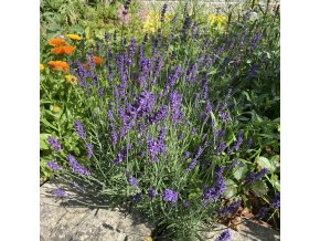 Lavandula angustifolia 'Hidcote Blue Strain' - levandule lékařská