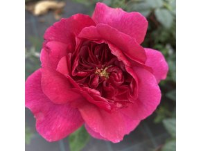 Rosa 'Thomas à Becket' - růže anglická