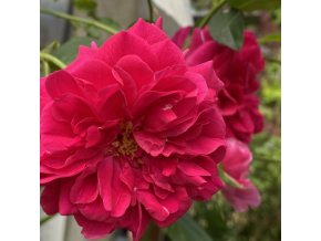 Rosa 'Thomas à Becket' - růže anglická