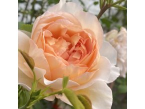 Rosa 'Bathsheba' - růže anglická