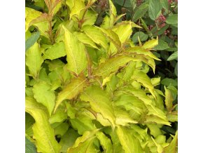 Weigela 'Magic Carpet'® - vajgélie