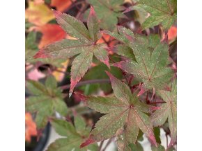 Acer palmatum 'Beni tsukasa' - javor dlanitolistý