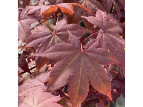 Acer palmatum 'Hino tsukasa' - javor dlanitolistý