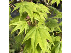 Acer palmatum 'Hogyoku' - javor dlanitolistý