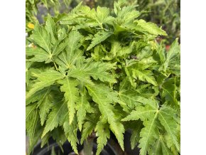 Acer palmatum 'O jishi' - javor dlanitolistý