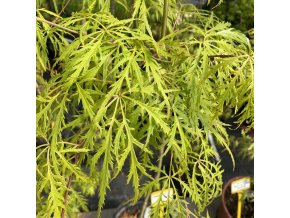 Acer palmatum 'Sunset' - javor dlanitolistý