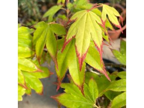 obrázek 2026 02 01 143044142