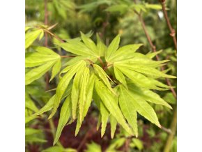 Acer palmatum 'Ushi no tsume' - javor dlanitolistý