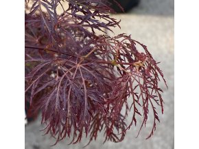 Acer palmatum 'Beni kumo nosu' - javor dlanitolistý