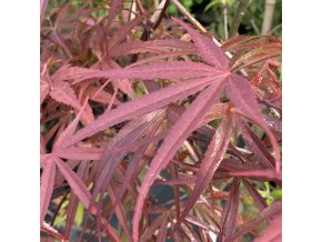 Acer palmatum 'Beni otake' - javor dlanitolistý