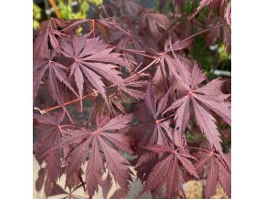Acer palmatum 'Black Lace' - javor dlanitolistý