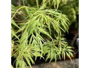 Acer palmatum 'Germains Gyration' - javor dlanitolistý