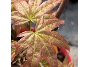 Acer palmatum 'Chischio' - javor dlanitolistý