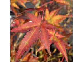 Acer palmatum 'Ogi nagashi' - javor dlanitolistý