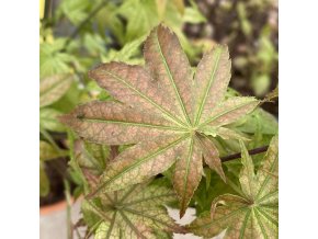 Acer palmatum 'Reticulatum Como' - javor dlanitolistý