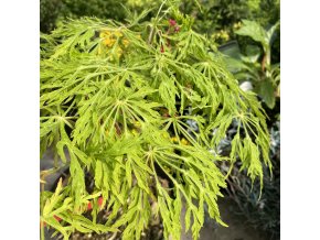 Acer japonicum 'Fairy Light' - javor japonský