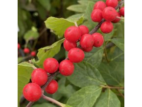 Ilex verticillata samičí - Cesmína přeslenitá