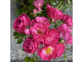 Rosa 'České práci čest' - růže pnoucí
